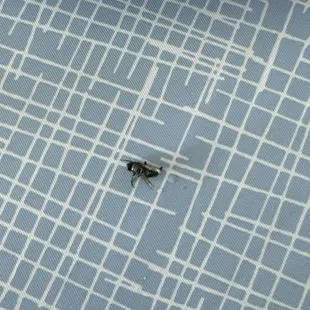 An adult fly