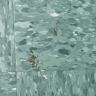 Nasty stuff on the floor