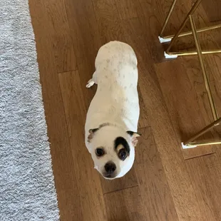 Stella Roo!