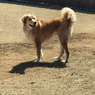 Our current precious pets Dr. Ledger cares for:  Luna - 4 year old Golden Pyrenees