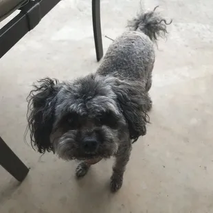Scout - Poodle