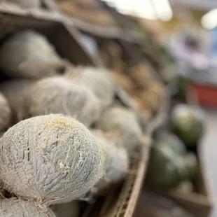 Coconut taking some home tonight