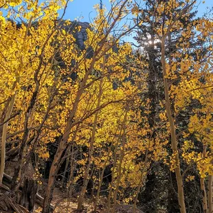 Instagram: @telephonesmoothie