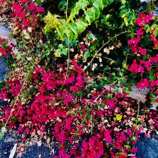 Bougainvillea in parking lot