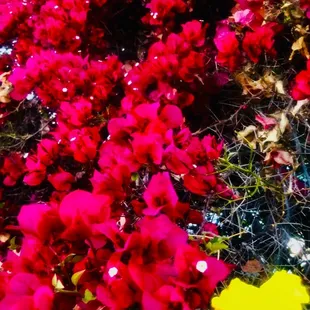 Bougainvillea in parking lot!