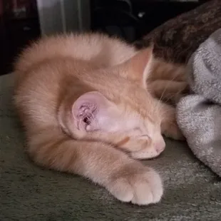 One of my baby's from my baby Giget, she gave me 4.. Vegetable Roll Vegetable Roll