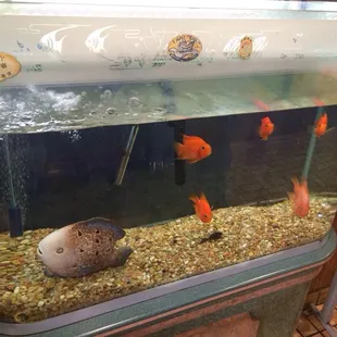 a fish tank with fish in it
