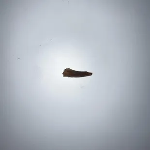 Chicken Bone