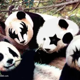 Panda Garden Buffet 55113