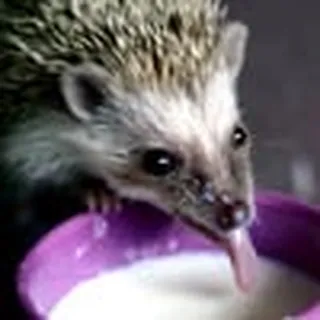 Tara L.