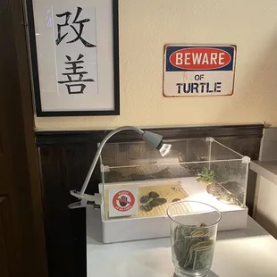 I love this turtle exhibit that they have!