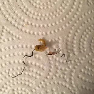 Found this medal spiral in my chicken lo mein... soo disgusting.... they only offered to credit me the next time ordered...NEVER again