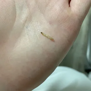 Yuck! Found this in the fried rice. Don&apos;t come here.
