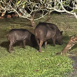 Wild pig