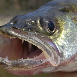 Walleye W.