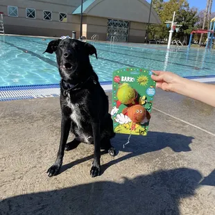 Nov 2021 doggie dip day