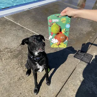 He won third place in the fetch relay :)