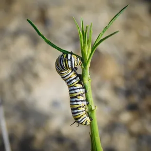 The Preserve has planted hundreds of native milkweed plants to help restore the population of monarch butterflies.