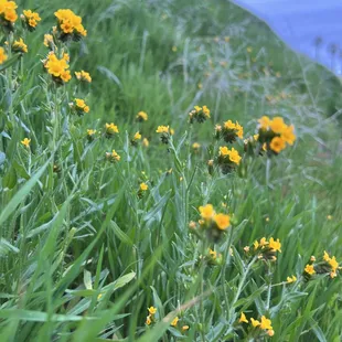Fiddlenecks