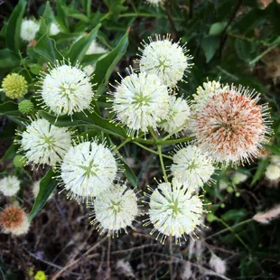 Buttonbush (Cephalanthus occidentalis) puts on an explosive display during the summer.