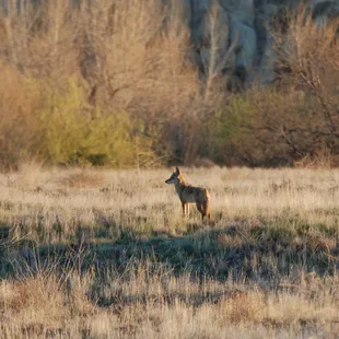 Plenty of wildlife to see at the Preserve.