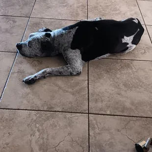 Daisy  resting on cool tile