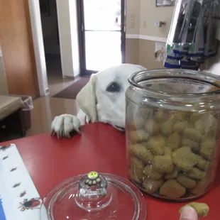 COOKIES! I need another Cookie!