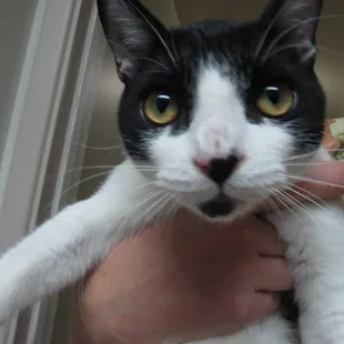 Just Chillaxing here at Pantano Animal Clinic...