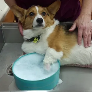 Tucker relaxing while soaking a wound on his foot.