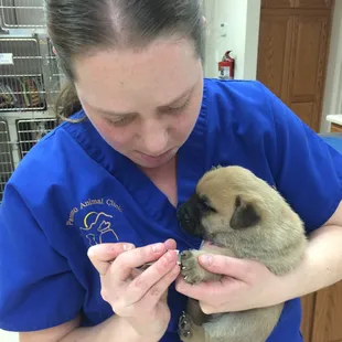 Puppy pedicure! They are never to young to get used to nail trims.