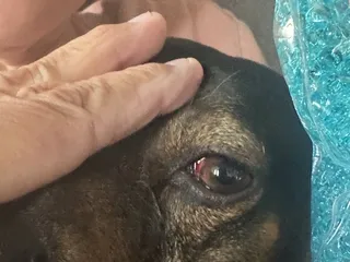 Bear Canyon Pet Clinic