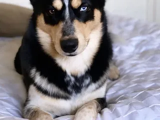 Old Pueblo Veterinary Clinic