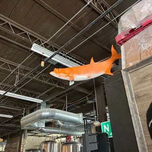 Pretty cool fish up in the ceiling
