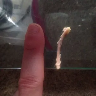 Bone found in the chicken