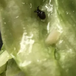 a bug on a lettuce
