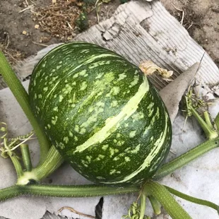 a green and yellow striped gourd