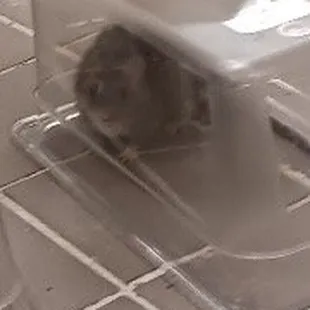 This was taken by a friend who knows the person who took this photo in papa johns