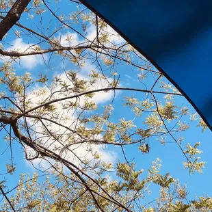 Enjoying the beautiful blue sky, watching birds above us, sipping coffee and munching substitutes cowboy pizza