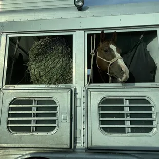Horse going to papa&apos;s nacho