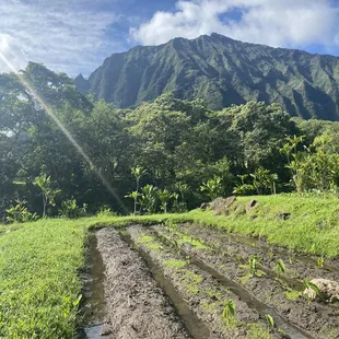Loi Field