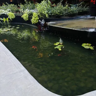 Koi pond across from entrance outside