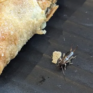 Hitchhiker on the plate with the vegetarian spring rolls.