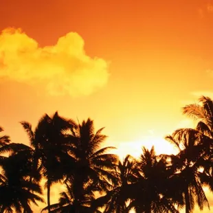 palm trees on a beach at sunset