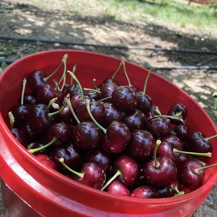 very nice cherries！
