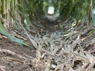 G&S Farms U-Picks