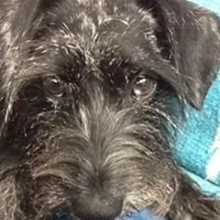 Miss Pearl, Head of Public Relations