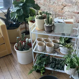 Plants for sale