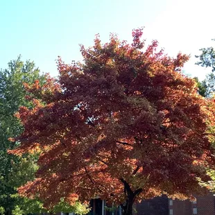 Fall colors on 4th street outside the shop