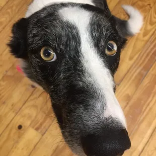 Tovah, our Barketing Manager!