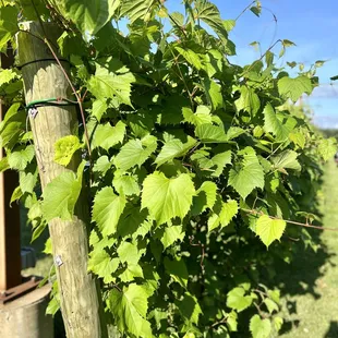 a vine growing on a wooden post